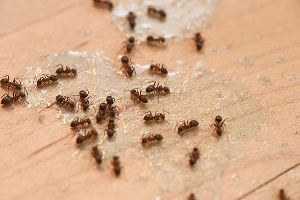 Best Ant Control Services  in USA